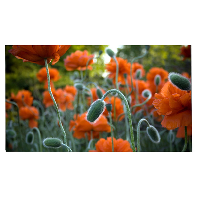 LM270WR8-SSC1 27.0 inch LCD Panel 3840*2160 LCD Display
