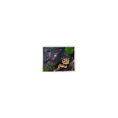 5.7 inch PD057VU8 640*480 60Hz LCD Screen for Industrial