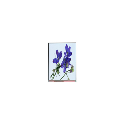 C061SWR2-0 6.1 inch lcd screen panel 600*1280 lcd display