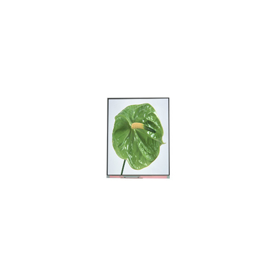 C050SWYM-0 5.0 inch 480*960 LCD Screen Display For Phone