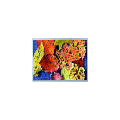 good price G121ACE-LH1 12.1 Inch 800*600 1000 1 LVDS LCD Screen For Industrial No Touch Screen online