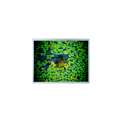 good price PD121XL4 12.1 inch 1024*768 600:1 LCD Screen Panel Display online