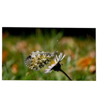 good price LM270WQB-SSA1 27.0 inch LCD Screen Module 2K 240hz IPS for AW2721D online