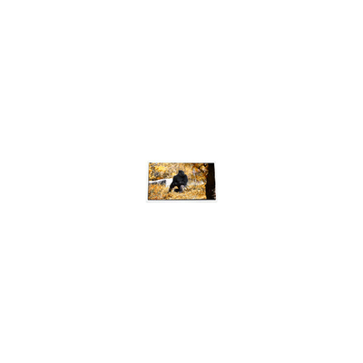 good price 5.0 inch P50AN3AP02 600*234  240 cd/m2 LCD display Screen online