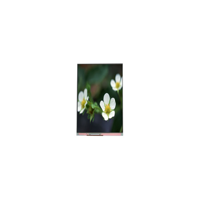 good price PP055IA-09B 1440*2560 5.5 inch 16.7M LCD Screen display online