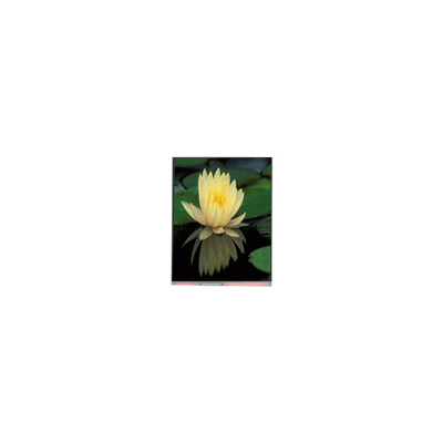 good price 1080*1920 PP060IC-01D 6.0 inch 1000:1 LCD Screen Panel online